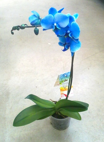 Орхидея Голубая